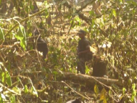 Soldiers destroyed crops in Se’ Job’ Che’, Alta Verapaz, Guatemala (photo by CONIC)