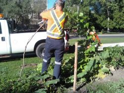 City of Toronto Workers Destroy Free Community Food Garden Amid Growing Food Crisis 
