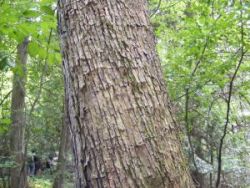 The humble Ironwood's flaky bark