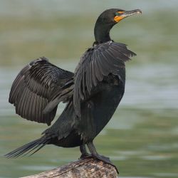 A Double Crested Cormorant drying its wings