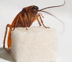 Cockroach politician climbing the sugar cube
